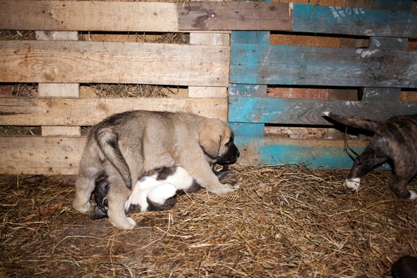 Puppies from Abarrio december 2010
Tigre de Ablanera X Sierra de la Vicheriza 
Born: 12.11.2010


Keywords: abarrio