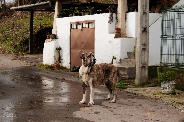 Mastín from Abarrio december 2010 
Keywords: abarrio