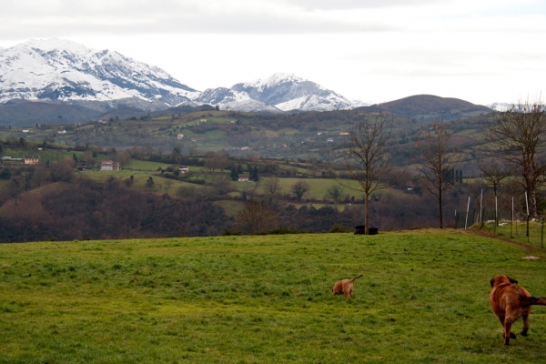 Navarra de Torrestio and puppy december 2010
Keywords: torrestio