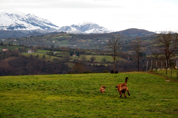 Navarra de Torrestio and puppy december 2010
Keywords: torrestio