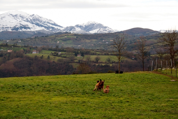 Navarra de Torrestio and puppy december 2010
Keywords: torrestio