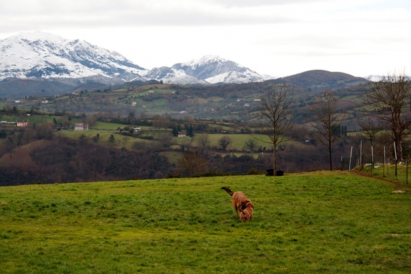 Navarra de Torrestio and puppy december 2010
Keywords: torrestio