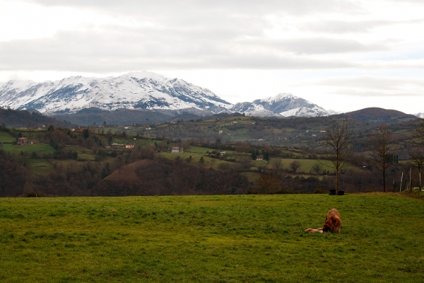 Navarra de Torrestio and puppy december 2010
Keywords: torrestio