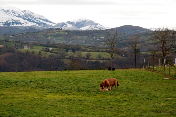 Navarra de Torrestio and puppy december 2010
Keywords: torrestio