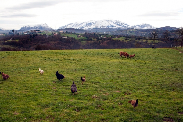 Navarra de Torrestio and puppy december 2010
Keywords: torrestio