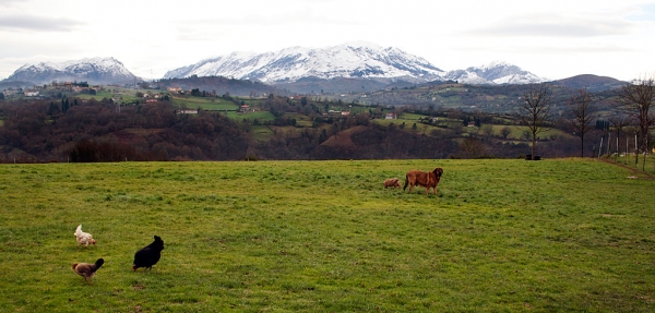 Navarra de Torrestio and puppy december 2010
Keywords: torrestio