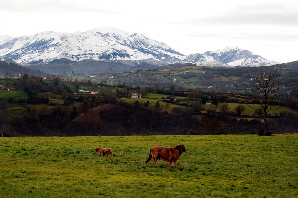 Navarra de Torrestio and puppy december 2010
Keywords: torrestio