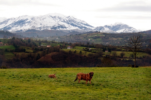 Navarra de Torrestio and puppy december 2010
Keywords: torrestio