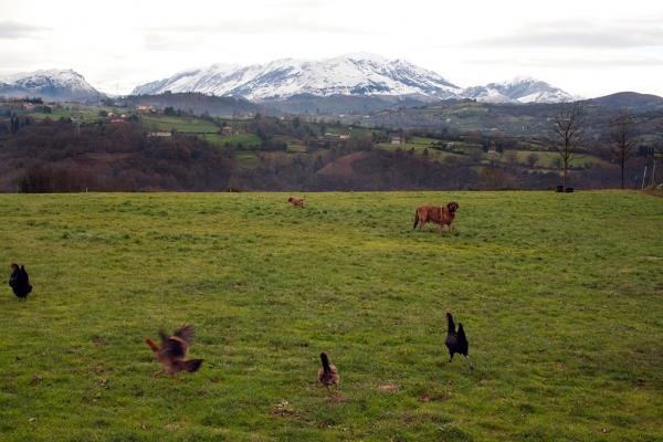 Navarra de Torrestio and puppy december 2010
Keywords: torrestio