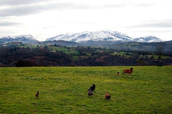 Navarra de Torrestio and puppy december 2010
Keywords: torrestio
