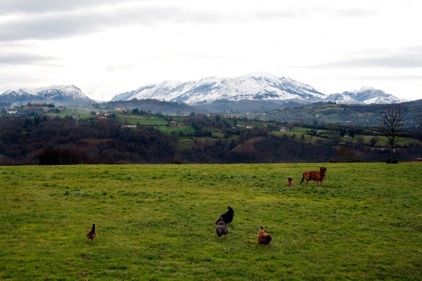 Navarra de Torrestio and puppy december 2010
Keywords: torrestio