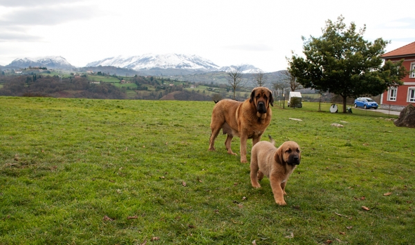 Navarra de Torrestio and puppy december 2010
Keywords: torrestio