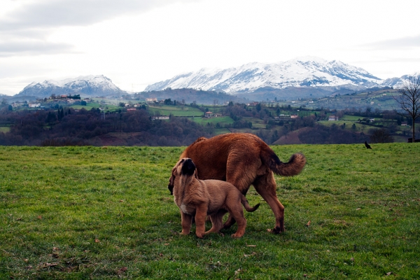 Navarra de Torrestio and puppy december 2010
Keywords: torrestio