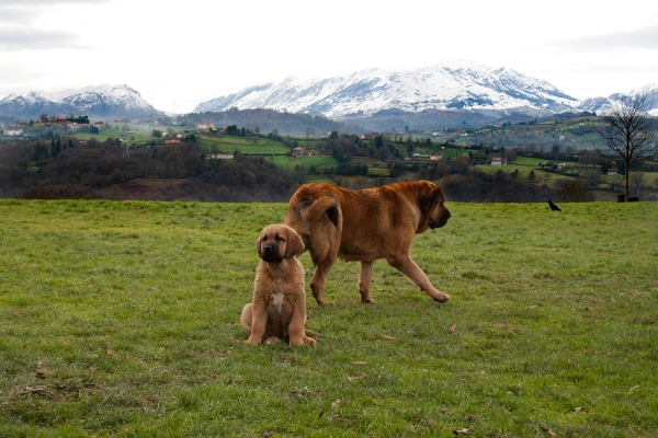 Navarra de Torrestio and puppy december 2010
Keywords: torrestio