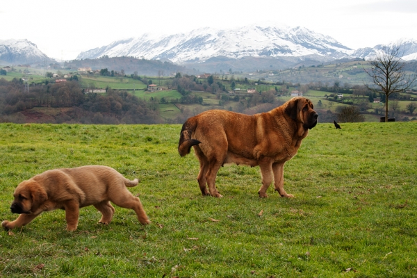 Navarra de Torrestio and puppy december 2010
Keywords: torrestio