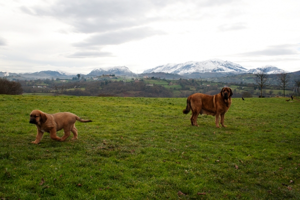 Navarra de Torrestio and puppy december 2010
Puppy born 04.11.2010 (Risco de Babia x Navarra de Torrestio)
Keywords: torrestio