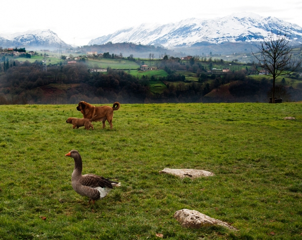 Navarra de Torrestio and puppy december 2010
Keywords: torrestio