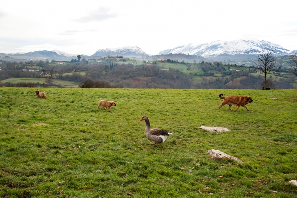 Navarra de Torrestio and puppies december 2010
Keywords: torrestio