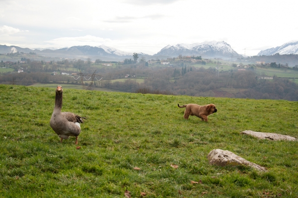 Puppy from Torrestio december 2010
Born: 04.11.2010
(Risco de Babia X Navarra de Torrestio)  
 

Keywords: torrestio