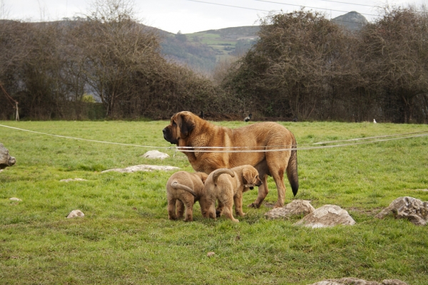 Navarra de Torrestio and puppies december 2010
Puppies born: 04.11.2010
(Risco de Babia X Navarra de Torrestio)  

Keywords: torrestio