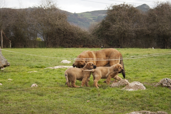 Navarra de Torrestio and puppies december 2010
Puppies born: 04.11.2010
(Risco de Babia X Navarra de Torrestio)  
 

Keywords: torrestio