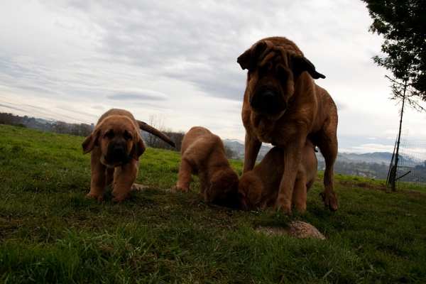 Navarra de Torrestio and puppies december 2010
Puppies born: 04.11.2010
(Risco de Babia X Navarra de Torrestio)  
 

Keywords: torrestio