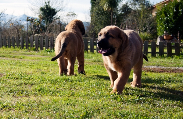 Puppies from Torrestio december 2010
Born: 04.11.2010
(Risco de Babia X Navarra de Torrestio)  
 

Keywords: torrestio