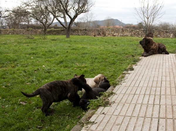 Apolo, Orestes, Helena de Ablanera and mother Morena
Carbonero de Fuente Mimbre X Morena de Ablanera
Born: 25.10.2010


Keywords: Apollo, ablanera