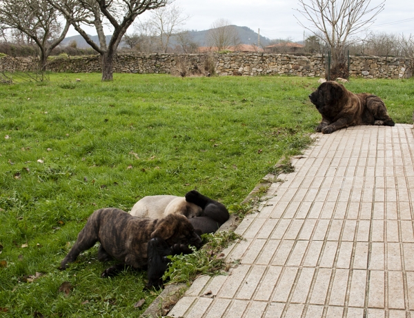 Helena, Orestes, Apolo de Ablanera and mother Morena
Carbonero de Fuente Mimbre X Morena de Ablanera
Born: 25.10.2010


Keywords: Apollo, ablanera