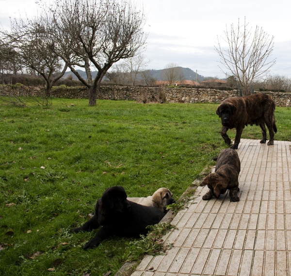 Apolo, Orestes, Helena de Ablanera and mother Morena
Carbonero de Fuente Mimbre X Morena de Ablanera
Born: 25.10.2010


Keywords: Apollo, ablanera