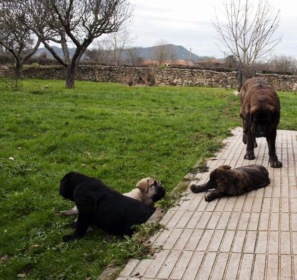 Apolo, Orestes, Helena de Ablanera and mother Morena
Carbonero de Fuente Mimbre X Morena de Ablanera
Born: 25.10.2010


Keywords: Apollo, ablanera