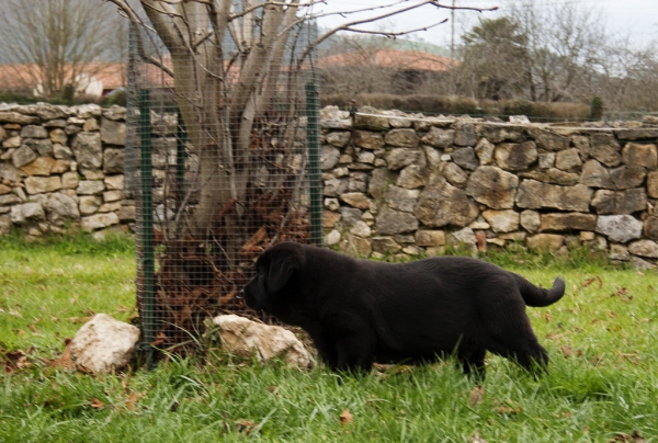 Apolo de Ablanera in Asturias 27.12.2010
Carbonero de Fuente Mimbre X Morena de Ablanera
Born: 25.10.2010


Keywords: Apollo