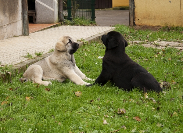 Orestes and Apolo de Ablanera
Carbonero de Fuente Mimbre X Morena de Ablanera
Born: 25.10.2010


Keywords: Apollo, ablanera