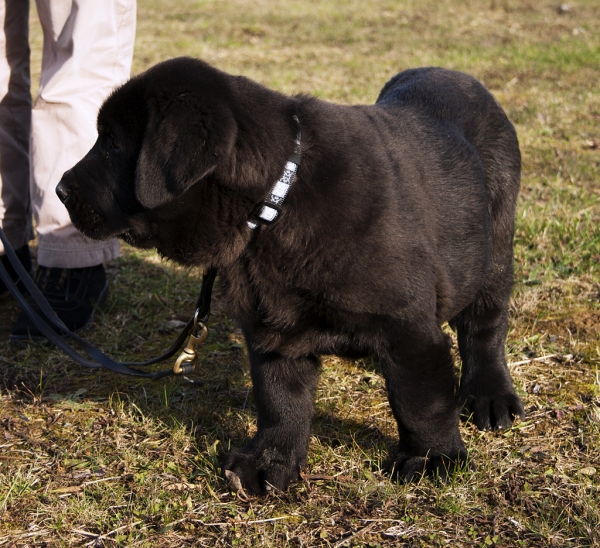 Apolo de Ablanera
Carbonero de Fuente Mimbre X Morena de Ablanera
Born: 25.10.2010


Keywords: Apollo