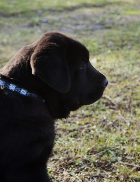 Apolo de Ablanera
Carbonero de Fuente Mimbre X Morena de Ablanera
Born: 25.10.2010


Keywords: Apollo