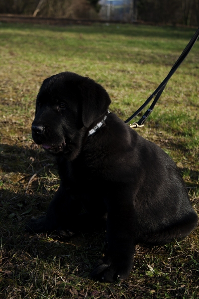 Apolo de Ablanera
Carbonero de Fuente Mimbre X Morena de Ablanera
Born: 25.10.2010


Keywords: Apollo