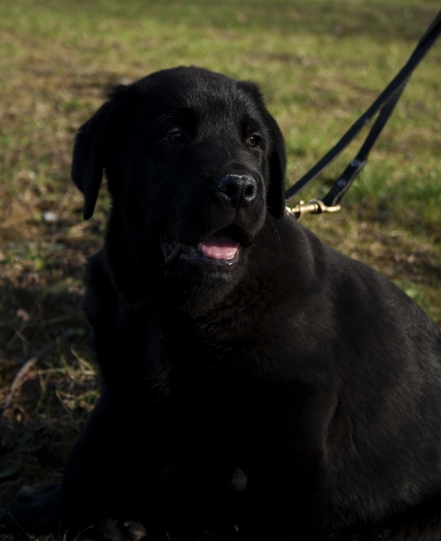 Apolo de Ablanera
Carbonero de Fuente Mimbre X Morena de Ablanera
Born: 25.10.2010


Keywords: Apollo