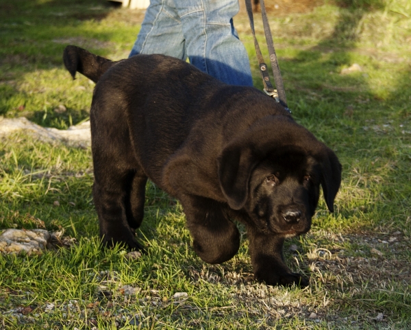 Apolo de Ablanera
Carbonero de Fuente Mimbre X Morena de Ablanera
Born: 25.10.2010


Keywords: Apollo