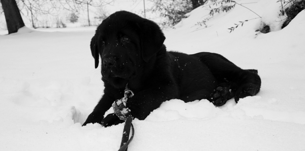 Apolo de Ablanera
Carbonero de Fuente Mimbre X Morena de Ablanera
Born: 25.10.2010


Keywords: Apollo