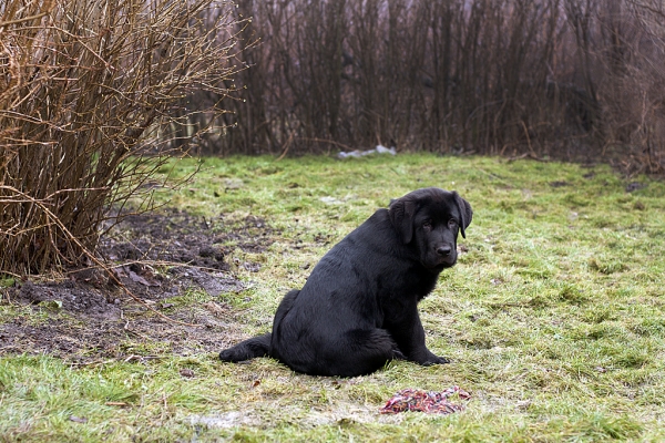 Apolo de Ablanera - 3 months
(Carbonero de Fuente Mimbre x Morena de Ablanera)
Keywords: Apollo