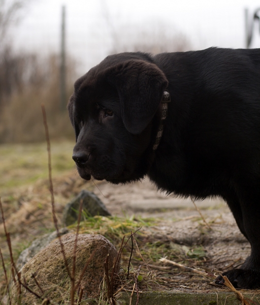 Apolo de Ablanera - 3 months
(Carbonero de Fuente Mimbre x Morena de Ablanera)
Keywords: Apollo