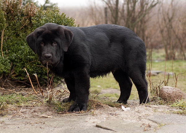 Apolo de Ablanera - 3 months
(Carbonero de Fuente Mimbre x Morena de Ablanera)
Keywords: Apollo