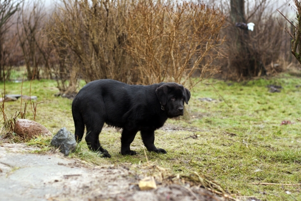 Apolo de Ablanera - 3 months
(Carbonero de Fuente Mimbre x Morena de Ablanera)
Keywords: Apollo