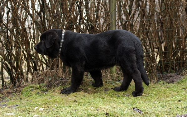 Apolo de Ablanera - 3 months
(Carbonero de Fuente Mimbre x Morena de Ablanera)
Keywords: Apollo