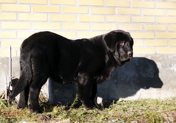 Apolo de Ablanera - 3 months
(Carbonero de Fuente Mimbre x Morena de Ablanera)
Keywords: Apollo