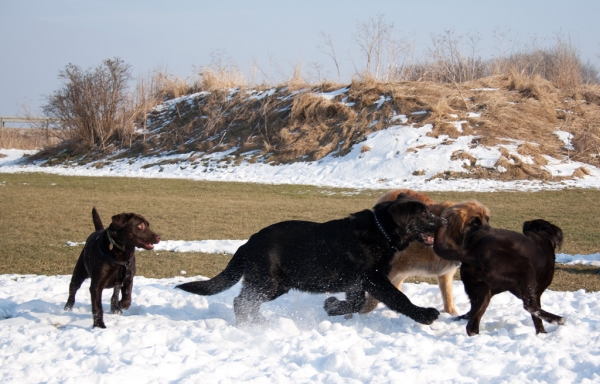 Apolo de Ablanera - 4 months - Playing with 15 months old Leonberger and 9 months old Labradors
(Carbonero de Fuente Mimbre x Morena de Ablanera)
Keywords: Apolo, Apollo, Black, Negro, puppy, cachorro