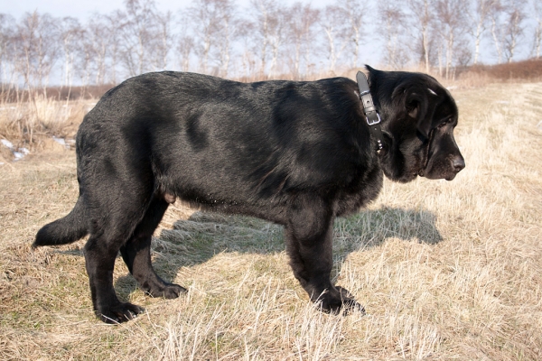 Apolo de Ablanera - 4 months
(Carbonero de Fuente Mimbre x Morena de Ablanera)
Keywords: Apolo, Apollo, Black, Negro, puppy, cachorro