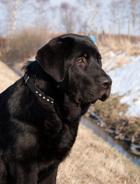 Apolo de Ablanera - 4 months
(Carbonero de Fuente Mimbre x Morena de Ablanera)
Keywords: Apolo, Apollo, Black, Negro, puppy, cachorro