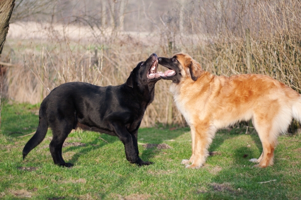 Apolo de Ablanera - 5 months old playing with 17 months Leonberger bitch
(Carbonero de Fuente Mimbre x Morena de Ablanera)

Apolo; 5 months, 65 cm, 45 kg. 
Keywords: Apolo, Apollo, Black, Negro