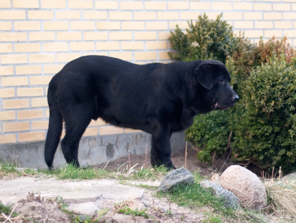 Apolo de Ablanera - 5 months
(Carbonero de Fuente Mimbre x Morena de Ablanera)

Apolo; 5 months, 65 cm, 45 kg. 
Palavras chave: Apolo, Apollo, Black, Negro